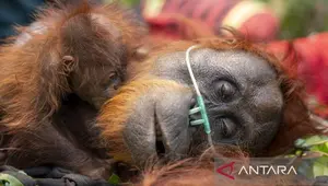 Ketika Api Menghanguskan Rumah Satwa Liar Kalimantan