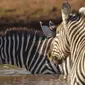 Kawanan zebra minum dari lubang air yang terletak di Taman Nasional Amboseli, Kenya, 21 Juni 2018. Diperkirakan terdapat sekitar 400 spesies burung dan 47 jenis hewan liar di taman nasional ini. (AFP/TONY KARUMBA)