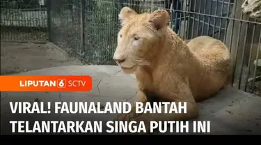 Pascaviralnya video yang menggambarkan seekor singa putih yang ada di wahana satwa Faunaland, Ancol, Jakarta Utara, terlihat lemas. Pihak pengelola wahana langsung membantah bahwa satwa tersebut tidak terurus. Mereka menyatakan singa cacat dari lahir...
