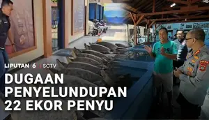 Dugaan Penyelundupan 22 Ekor Penyu