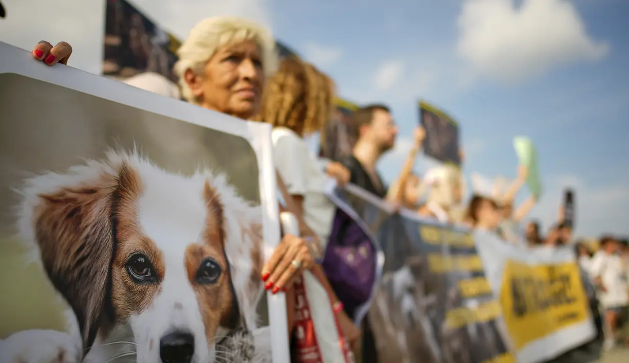 Anjing yang memiliki penyakit, sakit parah atau sekarat, dan menimbulkan risiko kesehatan bagi manusia akan disuntik mati. (AP Photo/Emrah Gurel)