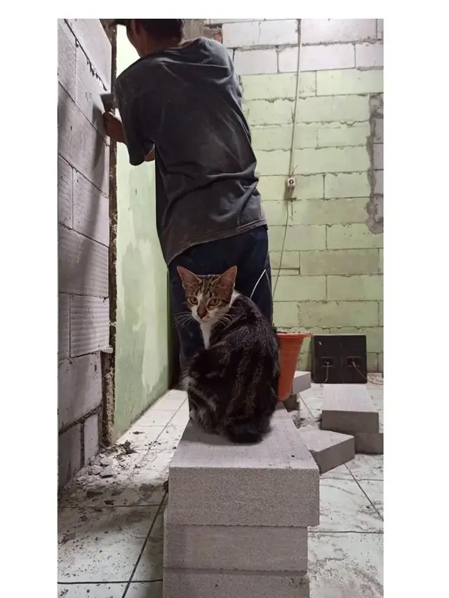 8 Potret Aksi Kucing Jadi Kuli Bangunan Ini Bikin Tepuk Jidat