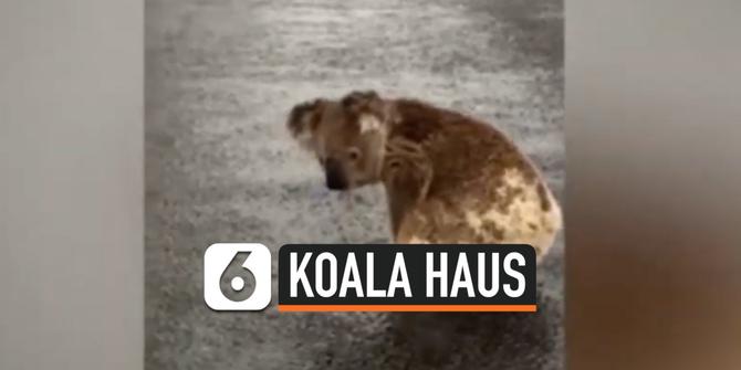VIDEO: Terekam Video Koala Kehausan Minum Genangan Air Hujan