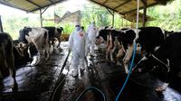 Petugas Dinas Peternakan dan Perikanan Kabupaten Bogor saat melakukan penyuntikan vaksin Penyakit Mulut dan Kuku (PMK) di kandang sapi perah milik warga di Situ Udik, Bogor, Jawa Barat, Selasa (21/6/2022). Puluhan sapi perah di pusat sapi perah terbesar di Bogor ini mati dan ratusan lainnya terjangkit penyakit PMK. (merdeka.com/Arie Basuki)