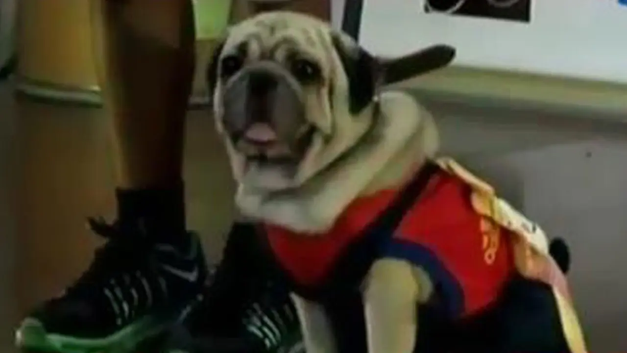 Lomba Kostum Anjing