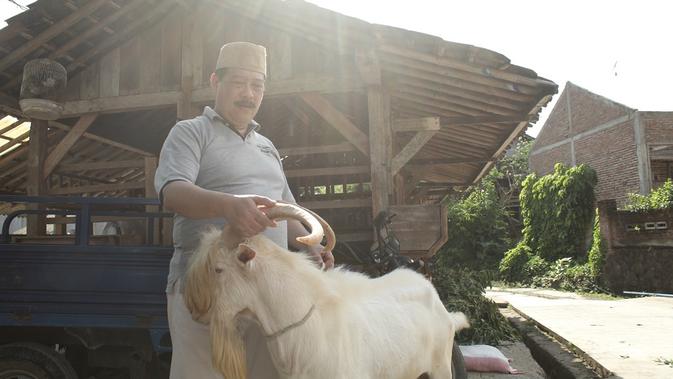 Staf Khusus Menteri Bidang Hukum, Pengawasan Koperasi dan Pembiayaan Kementerian Koperasi dan UKM, Agus Santoso memperlihatkan pejantan Saanen murni di kandang ternak Akar Rumput, Cilacap. (Foto: Liputan6.com/Muhamad Ridlo)