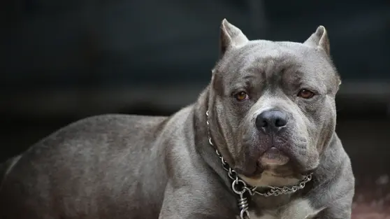 Deretan Kasus Tragis Pitbull Serang Manusia
