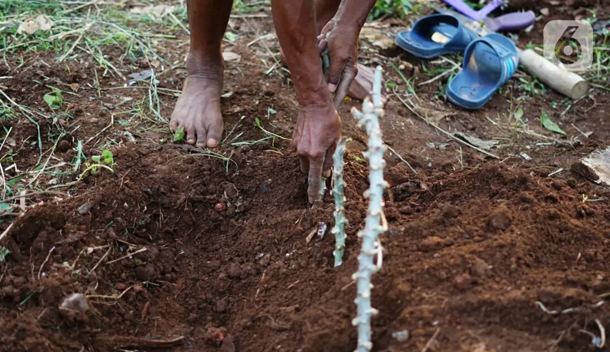 Ismail (67) bercocok tanam di sekitar bantaran Kanal Banjir Timur (KBT), Jakarta, Rabu (10/6/2020). Masa PSBB dimanfaatkan Ismail untuk bercocok tanam dengan menanam berbagai jenis rempah dan umbi-umbian yang hasilnya digunakan untuk konsumsi pribadi. (Liputan6.com/Immanuel Antonius)
