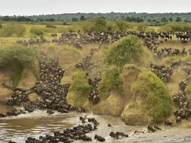 Ratusan Wildebeest menyeberangi sungai di Masai Mara saat berimigrasi, Kenya (4/9/2015). Wildebeest bermigrasi hingga jarak ratusan kilometer demi menemukan padang rumput selama musim kering di Kenya. (AFP PHOTO/Carl de Souza)