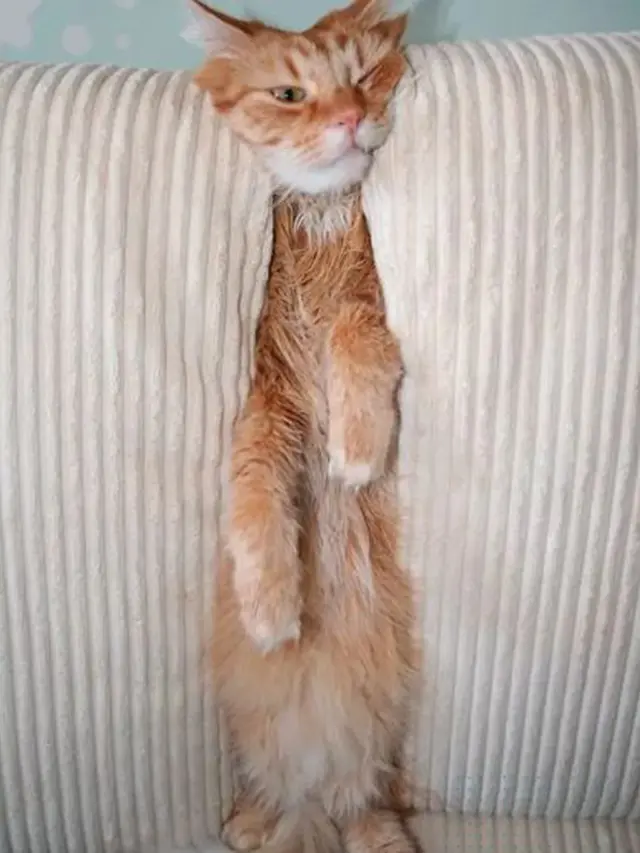 kucing heran