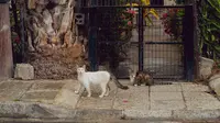 10 Tanaman Pengusir Kucing agar Tidak Buang Kotoran di Pekarangan, Dijamin Ampuh