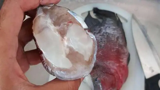 Muhammad Firdaus Othman membelah punuk ikan louhan yang ternyata hanyalah gumpalan lemak biasa (Facebook/Saya Cakap)