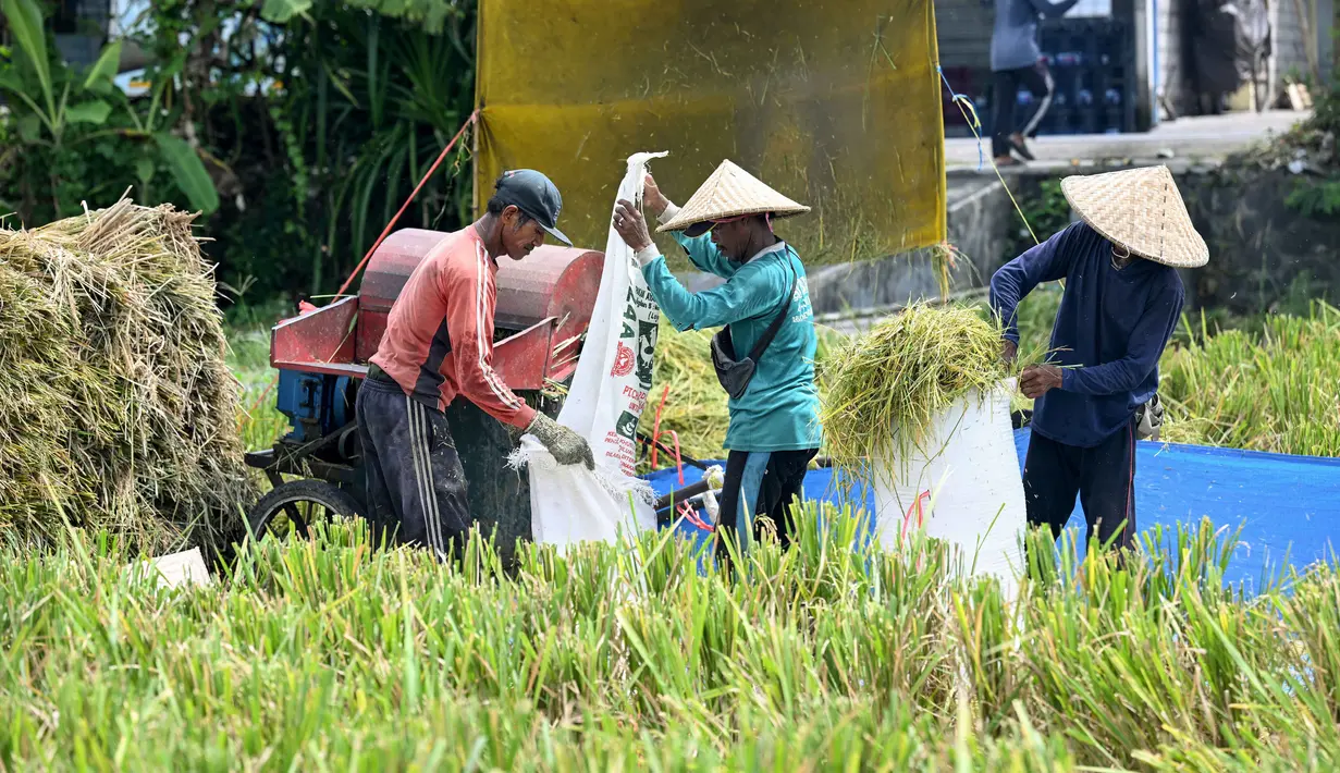 Para petani sedang mengirik padi hasil panen di Denpasar, Bali, pada Kamis 30 April 2026. Pemerintah Provinsi Bali menargetkan luas panen sawah pada musim tanam (MT) II tahun 2026 mencapai lebih dari 124 ribu hektare. (SONNY TUMBELAKA/AFP)