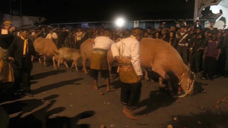 3 Pekan Berjuang, Kerbau Bule Keraton Solo yang Ditusuk Mati