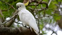 5 Best Talking Birds That Are Perfect As A Pet