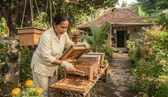 8 Cara Ternak Lebah Klanceng di Halaman Rumah, Panen Madu Tanpa Sengat