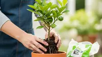 Cara Menanam Jeruk Nipis dari Biji di Pot yang Mudah untuk Pemula