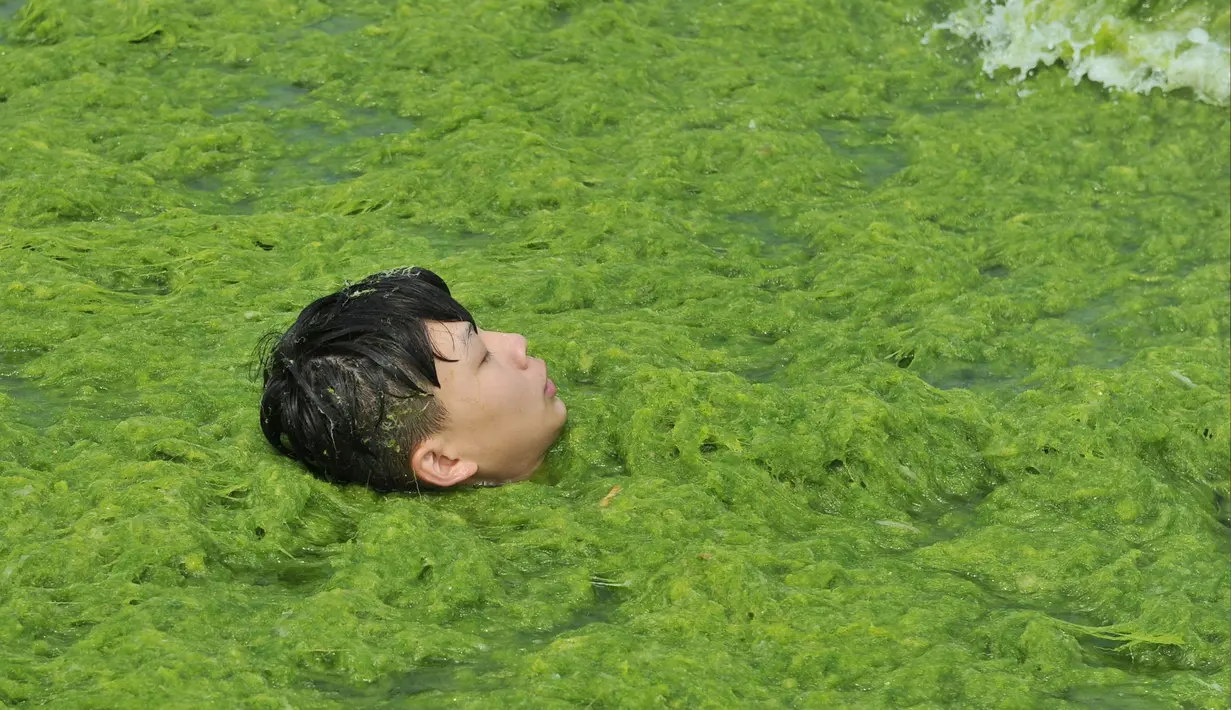 Seorang anak berenang di pantai yang dipenuhi tanaman ganggang di Qingdao , Provinsi Shandong , China , (18/7). Tanaman ganggang merupakan vegetasi yang tumbuh di air dan ganggang tumbuh tak terkendali. (Reuters)
