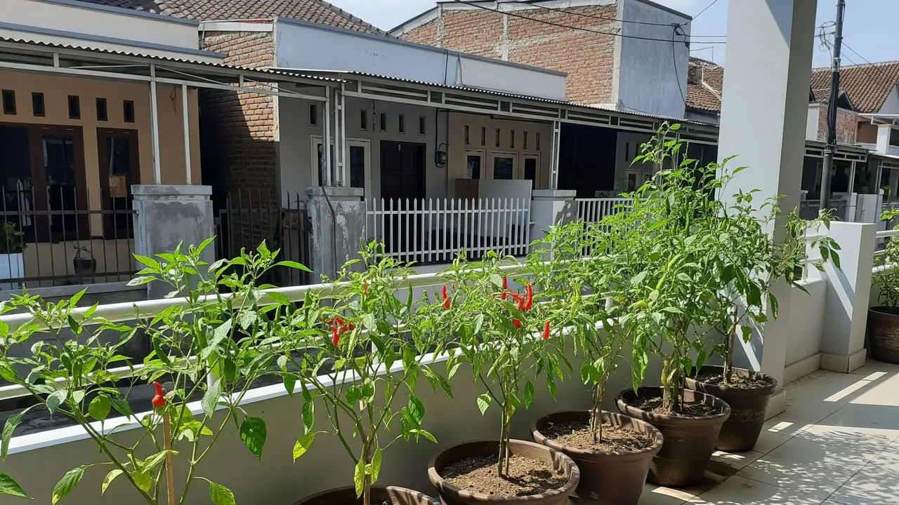Kebun Cabai dalam Pot di Teras Rumah