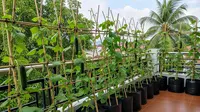 7 Ide Kebun untuk Sayuran Rambat Modal Bambu Saja, Hemat, Mudah, dan Panen Melimpah