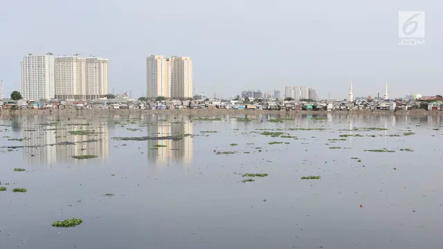 Kurang Perawatan, Eceng Gondok Kembali Tumbuh di Waduk Plui