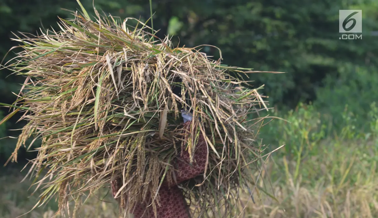 Petani membawa padi jenis Jarong (unggulan) ke dalam karung di Kawasan Bekasi-Jakarta, Selasa (2/7/2019). Hasil panen padi kali ini para petani kurang memuaskan akibat cuaca yang tidak menentu dan serangan hama. (merdeka.com/Imam Buhori)