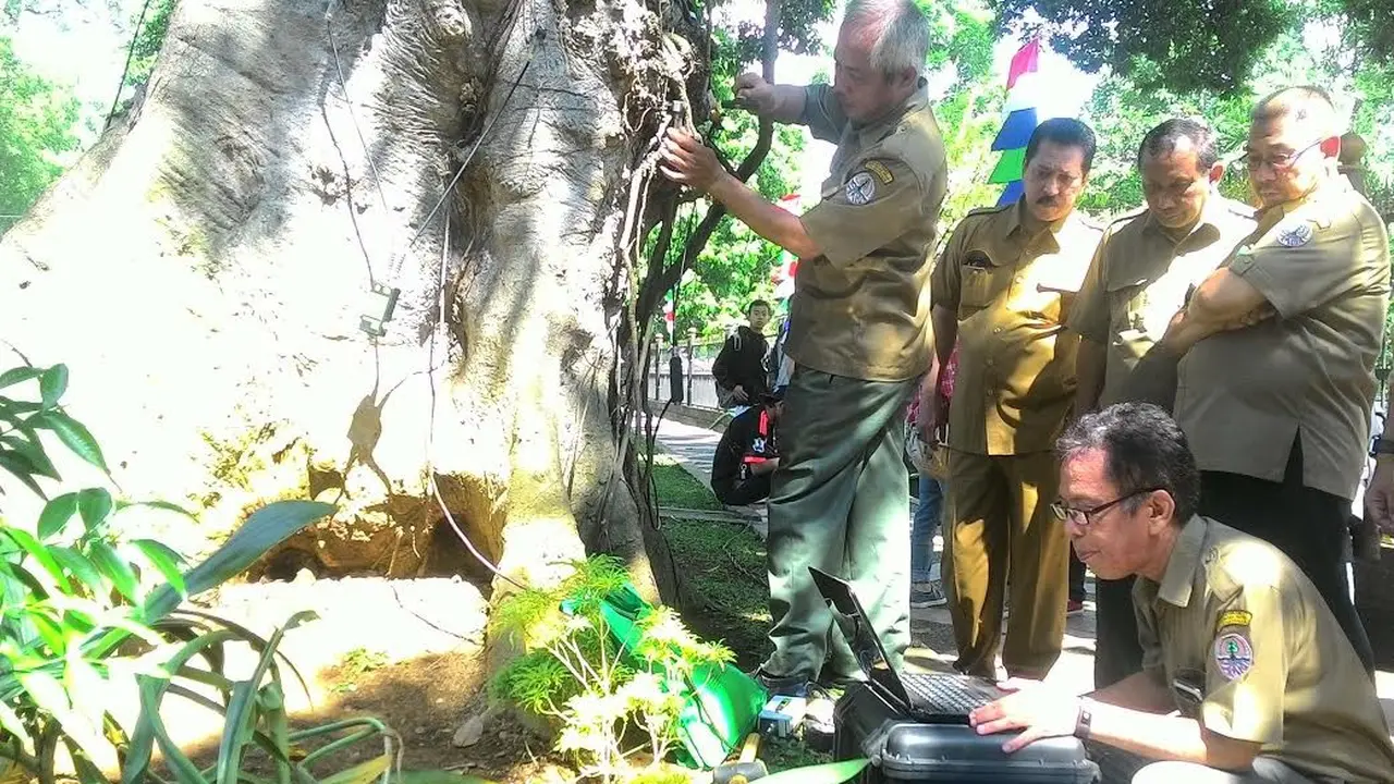Pohon Rapuh Bogor