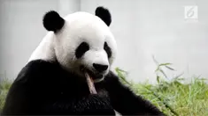 Tak lama lagi masyarakat Indonesia bisa melihat langsung panda raksasa asal China di Taman Safari, Bogor, Jawa Barat. 