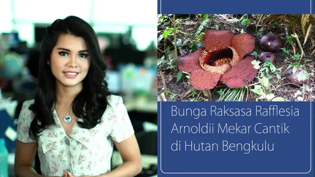 Daily TopNews hari ini akan menyajikan berita seputar bunga Rafflesia Arnoldi yang mekar cantik di hutan Bengkulu dan gemerlapnya ribuan lampu yang hiasi kota Mekkah selama bulan Ramadan. Seperti apa beritanya? Simak videonya yuk.