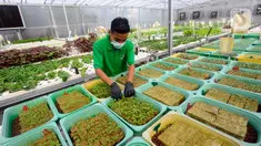 Petani merawat sayuran hidroponik pada areal bekas lapangan tenis di Greenville Farm, Tanjung Duren, Jakarta Barat, Senin (21/11/2022). Kebun hidroponik terbesar di Jakarta ini mampu menghasilkan sayuran rata-rata Rp 10 Kg/hari. (merdeka.com/Arie Basuki)