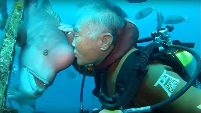 Warga Jepang Ini 'Kencani' Seekor Ikan Selama 25 Tahun