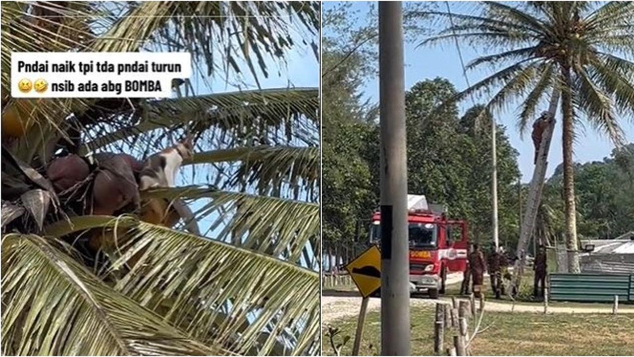 Manjat Pohon Tapi Tak Bisa Turun, Kucing Ini Akhirnya Dievakuasi Damkar