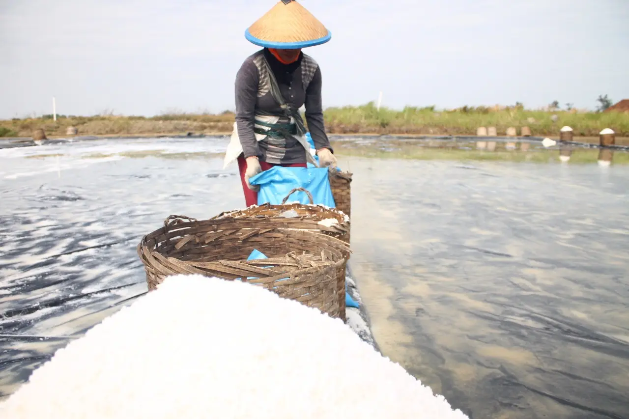 Para petani garam di Kedung Jepara memanen garam yang tahun 2017 berasa manis. (foto : Liputan6.com/edhie prayitno ige)