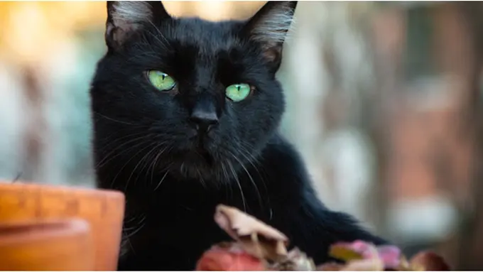 Courtesy ShutterStock.com