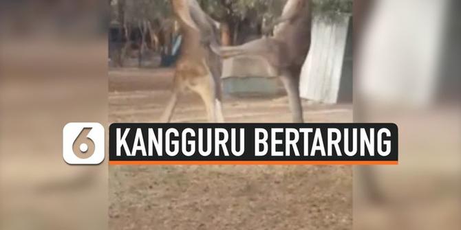 VIDEO: Pertarungan Dua Kangguru Rebut Wilayah Kekuasaan