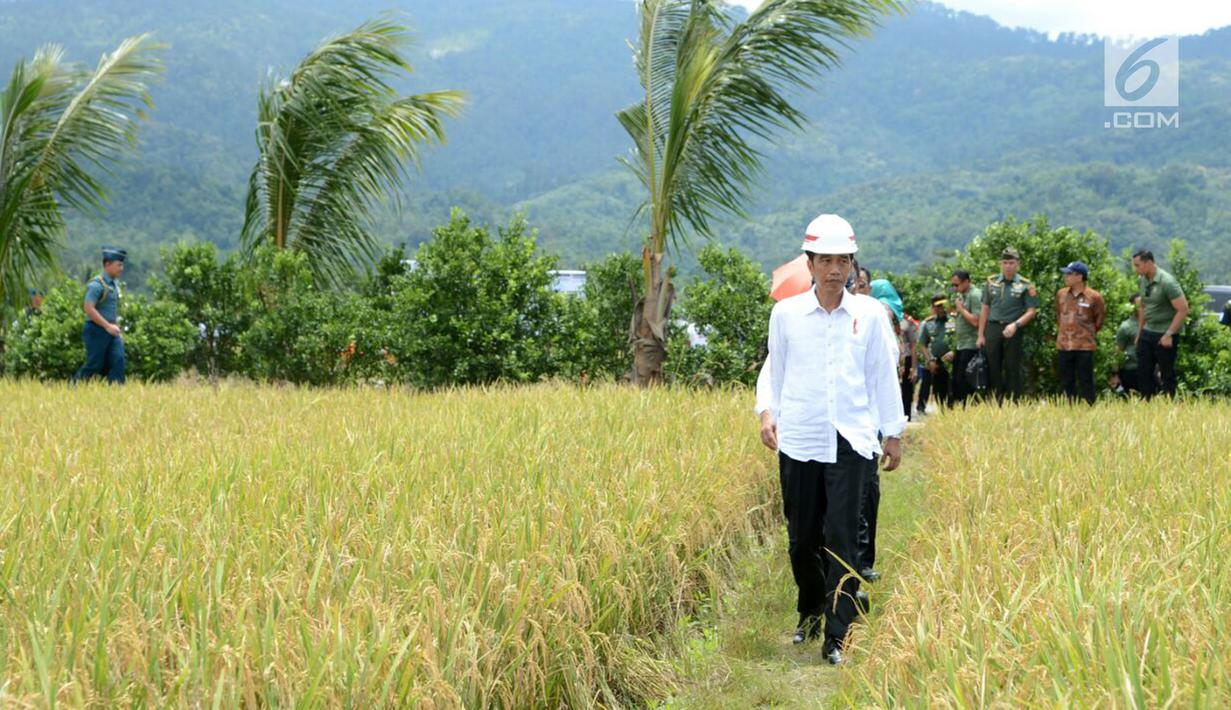 Presiden Jokowi berjalan di tengah sawah saat meninjau irigasi di Desa Waimital, Kecamatan Kairatu, Kabupaten Seram Bagian Barat (14/2). Program tersebut diharapkan Jokowi bisa meningkatkan daya beli masyarakat. (Liputan6.com/Pool/Biro Pers Setpres)