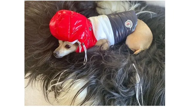 6 Gaya Glamor Anjing Seleb Hollywood