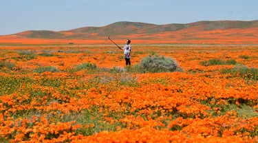 Seorang wanita yang mengenakan masker berswafoto di ladang poppy saat berlangsungnya mekar musim semi tahunan di Lancaster, California pada 16 April 2020. Mekarnya bunga poppy tahun ini disiarkan secara langsung lantaran penutupan ladang akibat pandemi corona Covid-19. (Frederic J. BROWN/AFP)