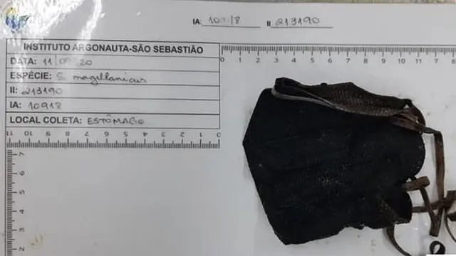 Pilu, Penguin Ini Mati Setelah Menelan Masker yang Dibuang Sembarangan