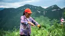 Seorang warga desa memanen merica Sichuan di Wilayah Tongzi, Provinsi Guizhou, China barat daya (22/7/2020). Industri merica Sichuan di Wilayah Tongzi telah menjadi industri penting yang membantu mengangkat masyarakat setempat keluar dari jurang kemiskinan. (Xinhua/Tao Liang)