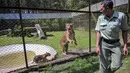 Seekor anak harimau Sumatera (Panthera tigris sumatrae) berusia sepuluh minggu bermain di samping induknya, Dini (10 tahun), di kandang mereka saat debut mereka di Taman Safari Indonesia II Prigen, Pasuruan, Jawa Timur, Kamis (4/6/2026). (Juni KRISWANTO/AFP)