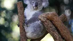 Para ilmuwan Australia telah mulai memvaksinasi koala liar untuk melawan klamidia dalam sebuah uji coba lapangan yang ambisius di New South Wales. (AP Photo/Mark Baker)