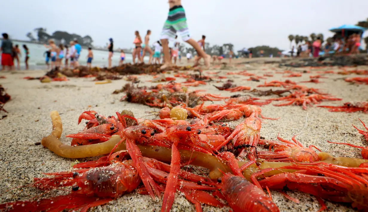 Ribuan kepiting tuna merah terdampar di sepanjang pantai Dana Point, California, Rabu (17/6/2015). Kepiting-kepiting tersebut pada bulan Januari lalu pertama muncul di Newport Beach. (REUTERS/Sandy Huffaker)