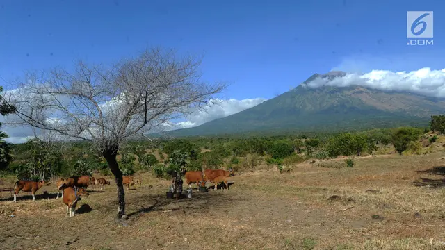Pasca-Erupsi, Warga Tetap Beraktivitas di Kaki Gunung Agung