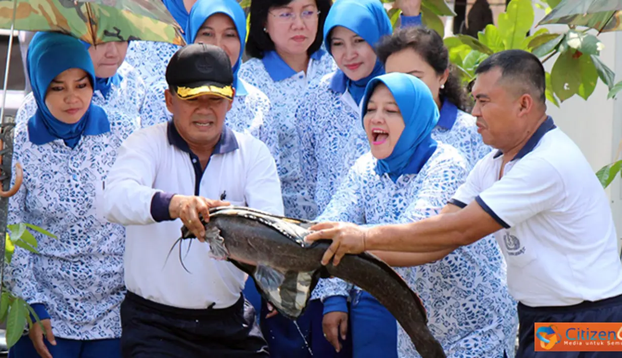 Citizen6, Surabaya: Perlombaan mancing ditandai dengan pelepasan seekor ikan lele besar (Markot) seberat 6 Kg oleh Ketua Pengurus Gabungan Jalasenastri Korps Marinir. (Pengirim: Budi Abdillah). 