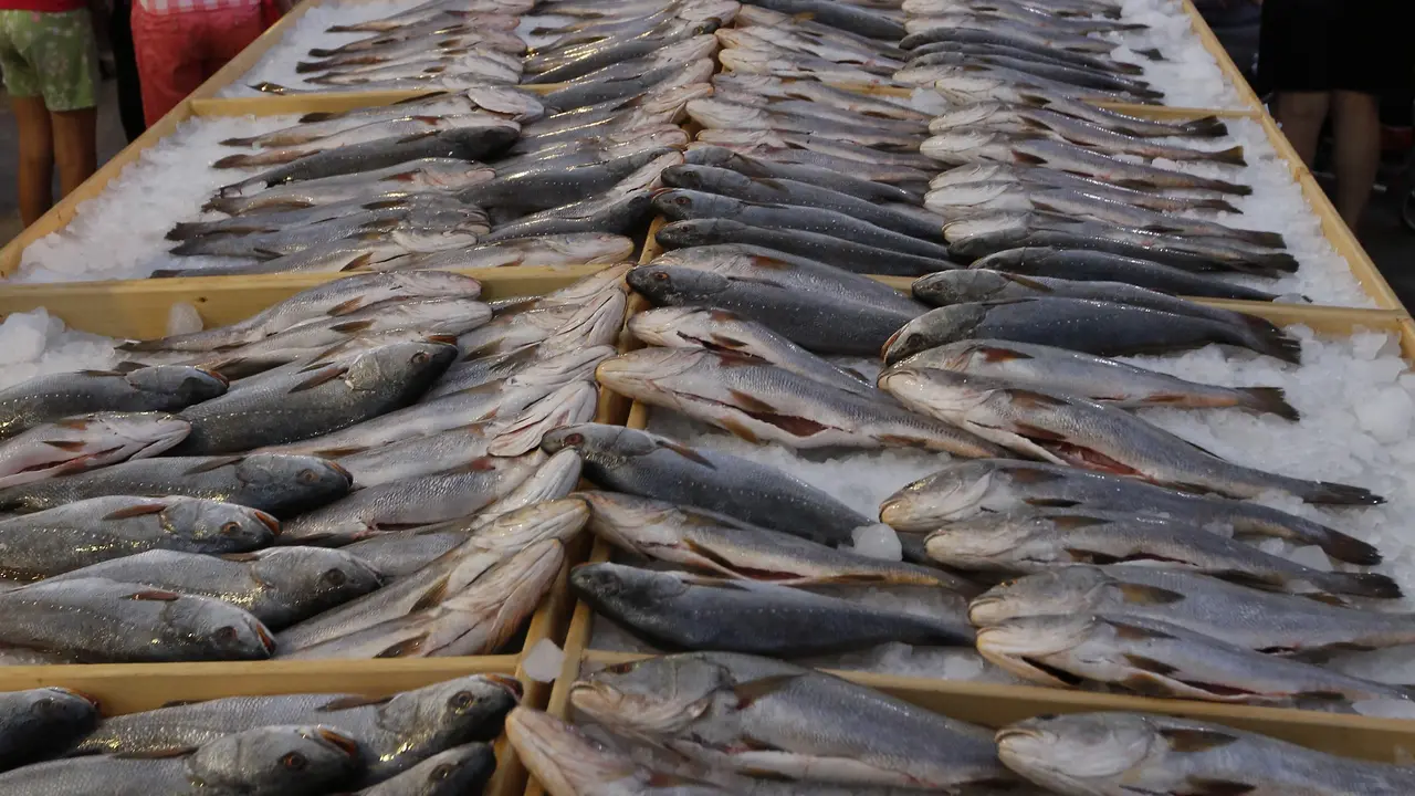 20160904-2 Ton Lebih Ikan Laut Ini Mampu Pecahkan Rekor Dunia-Lebanon