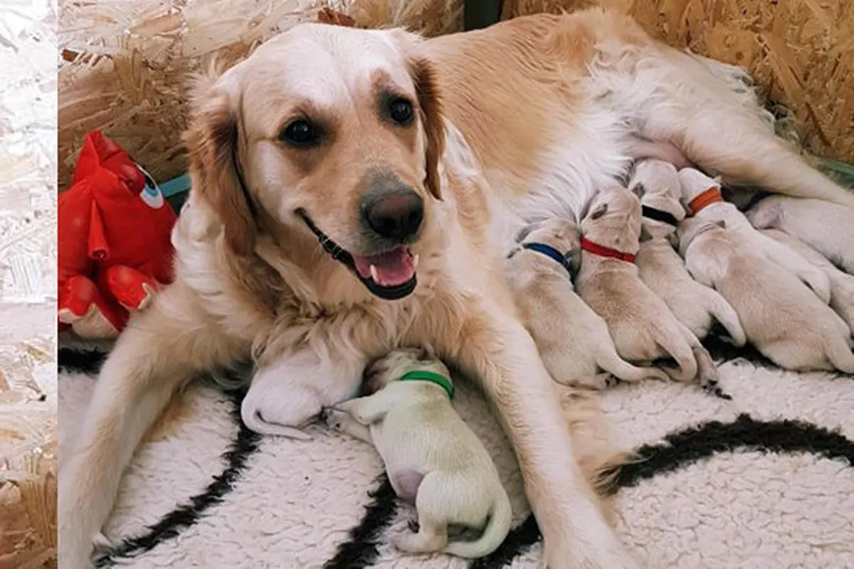 Heboh, Rio Lahirkan Anak Anjing Berbulu Hijau