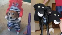 6 Kostum Halloween Anjing Ini Nyeleneh Banget, Seram-Seram Lucu (sumber: Twitter/hewanlucuk)