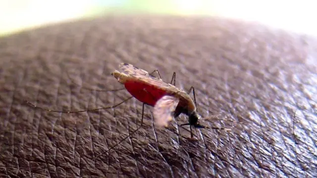 malaria