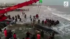 Seekor paus mati terdampar di Pantai Mar Del Plata, Argentina.